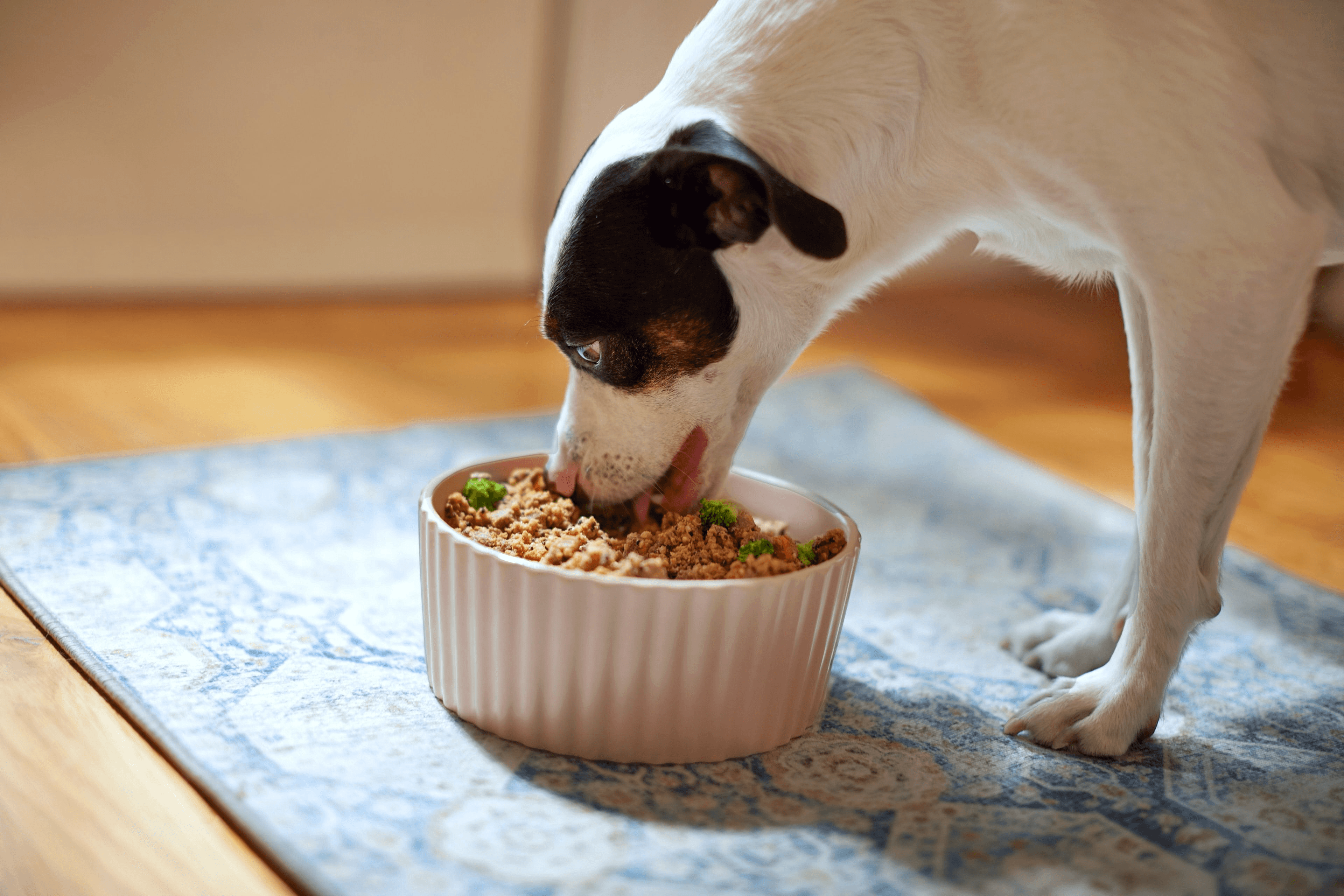 PetPlate — fresh dog food subscription